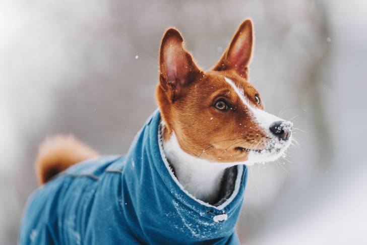 Un Basenji avec un manteau sous la neige