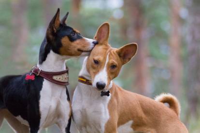Un Basenji noir lèche le visage d'un Basenji marron