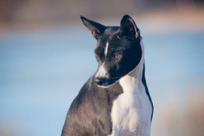 Les chiens noirs et blancs motifs plus belles races