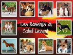 basenjis - Basenji Femelle (1 an)