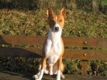 Basenji VICO - Basenji