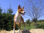 basenji VICO du houlme - Basenji