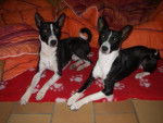 UTON et KYRA BASENJIS - Basenji