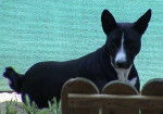 Tricky, Basenji - Basenji