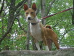 Basenji - Basenji