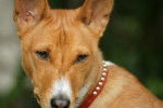 Photo Basenji