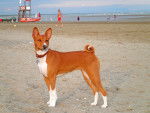 Photo Basenji
