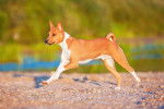 Photo Basenji