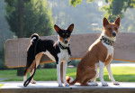 Photo Basenji