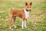 Photo Basenji
