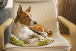 Photo Basenji