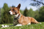 Photo Basenji