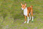 Photo Basenji