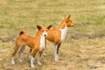 Photo Basenji