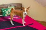 Photo Basenji