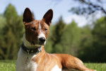 Photo Basenji