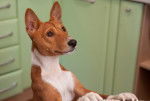 Photo Basenji