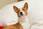 Photo Basenji