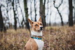 Photo Basenji