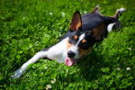 Photo Basenji