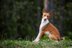Photo Basenji