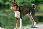 Un Basenji tricolore debout sur un sentier