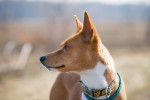 Photo Basenji