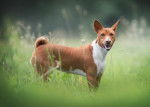 Photo Basenji