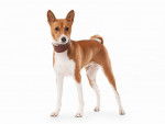 Photo Basenji