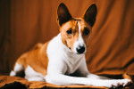 Photo Basenji