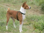 Mayotte - Basenji Mâle (1 an)