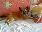 Wendy - Basenji Femelle (11 ans)