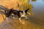 Un Basenji marchant dans l'eau