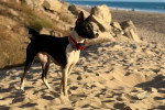 Un Basenji sur une surface sableuse
