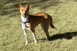 Un Basenji sur une surface herbacée et portant un collier autour du cou