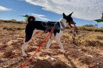Un Basenji marchant sur un terrain rocailleux et tenu en laisse