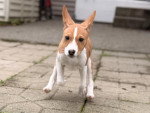 Un Basenji courant vers la caméra
