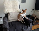 Un Basenji assis sur un fauteuil