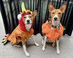 Deux Basenji assis devant un rideau
