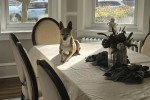Un Basenji allongé sur une table