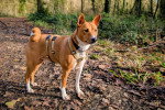 Un Basenji sur un terrain jonchés de feuilles mortes