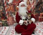 Un Basenji assis sur les cuisses d'un père Noël et portant un collier autour du cou
