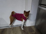 Un Basenji devant une porte et portant un pull-over pour chien
