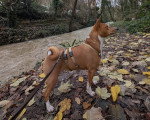Un Basenji sur un terrain jonchés de feuilles mortes et tenu en laisse