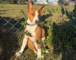 Un Basenji assis sur une suface herbacée devant une grille