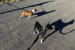 Deux Basenji tenus en laisse sur un terrain sableux
