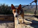 Un Basenji marchant sur un muret 