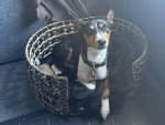 Un Basenji allongé dans un panier
