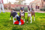 Trois Basenji sur un terrain herbeux