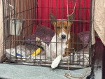 Un Basenji allongé dans une cage
